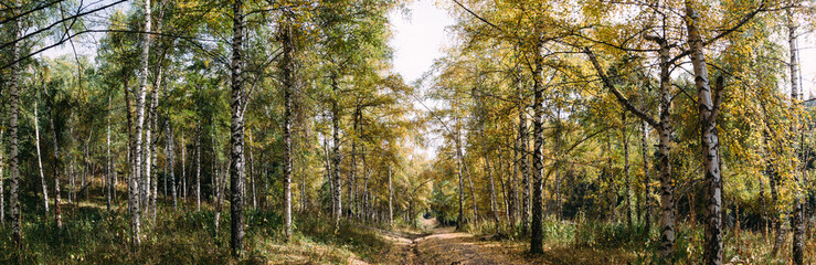 Fototapeta na wymiar panorama autumn forest, yellow golden trees, walk in the trees, background replacement insert