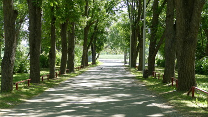 park alley on a warm summer day 