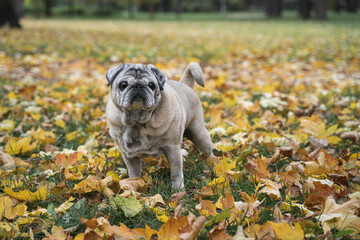 portrait of a pug in an autumn park