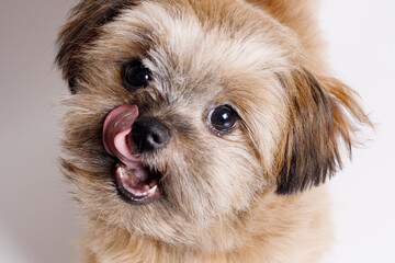 Portrait of cute puppy Shih tzu. Little smiling dog on white background. Free space for text.