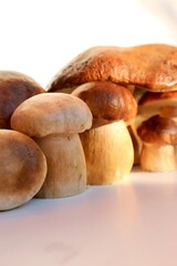 mushrooms in a white background