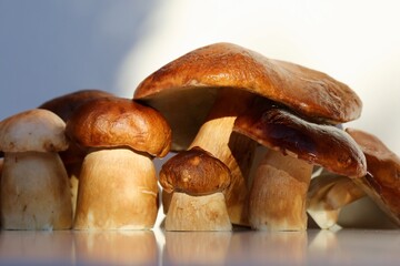 mushrooms in a white background