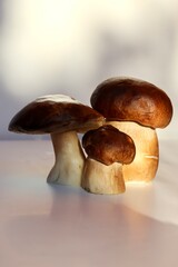 autumn porcini mushrooms on a light background