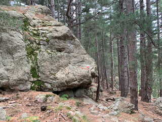 Troncs de pins sur le GR20 Corse