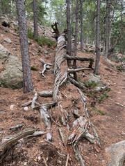 Troncs de pins sur le GR20 Corse