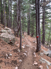 Troncs de pins sur le GR20 Corse