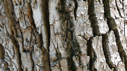 textured vibration of tree bark for background 