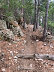 Troncs de pins sur le GR20 Corse