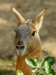 Patagonian mara head closeup portrait