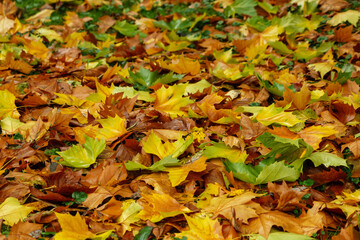 Many colorful leaves on the ground. A grassy meadow covered with leaves.