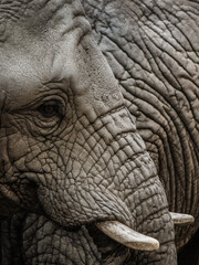 Elephant closeup portrait - head detail