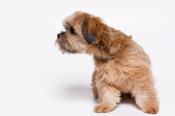 Naklejka na ściany i meble Portrait of cute puppy Shih tzu. Little smiling dog on white background. Free space for text.