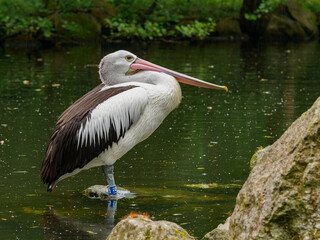 Australian pelican standing on the rock in the lake in the rainy day