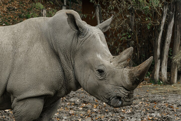 Southern white rhinoceros closeup portrait © Honza123