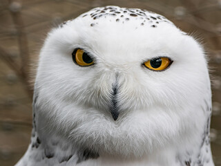 Snowy owl head closeup portrait