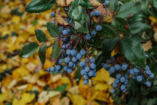 Mahonia aquifolium, Oregon grape or holly-leaved berberry