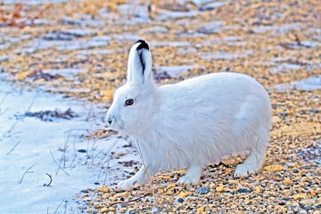 Arctic Hare in the winter on tundra ground, Hudson Bay, Canada