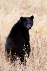 Black Bear standing up in a oat field, looking at camera.