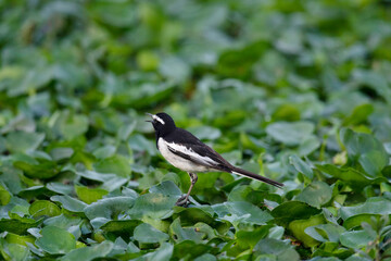 White browed wagtail, Motacilla maderaspatensis, Bokaro Steel City, Jharkhand, India