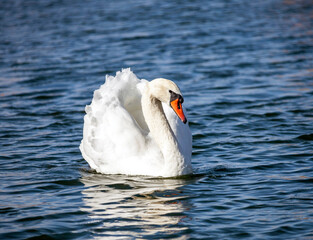 Sibilant swan is large waterfowl that swims beautifully on the water.