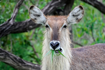 Female African antelope waterbuck or Kobus ellipsiprymnus eats grass.