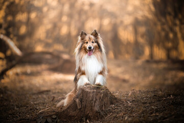 Sheltie dog in park bokeh sunset