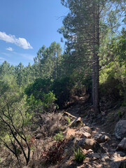 Pins chemin du GR20 en Corse