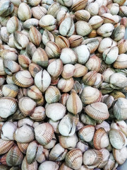 Background of anadara bivalve mollusk or Heart-shaped on the counter in the store.