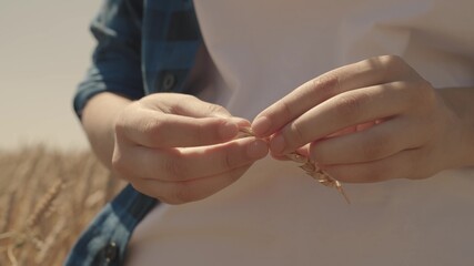 grain of wheat in hand of farmer in wheat field, agriculture, harvest time, flour and pastry business, growing seed for making bread, ripe rye on agricultural plantations, farm planted with grown