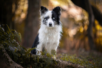 border collie dog portrait sunset bokeh blue eye