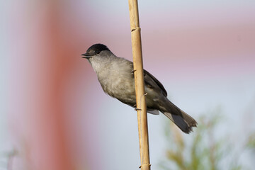 Retrato de Curruca Capirotada posada en una caña