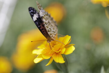 Beautiful butterfly sips nectar of marigold flower. Butterfly stops for some nectar from bright colored marigold flower. Closeup view.