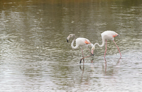 Flamencos caminando dentro del agua