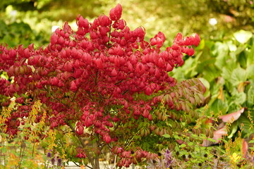 Euonymus alatus, known variously as winged spindle, winged euonymus or burning bush, is a species...
