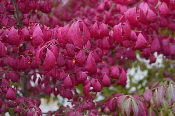 Euonymus alatus, known variously as winged spindle, winged euonymus or burning bush, is a species of flowering plant in the family Celastraceae.