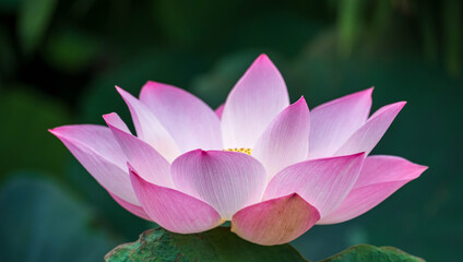 pink lotus on blur soft green background