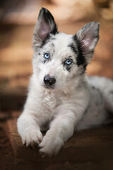 Border collie merle puppy