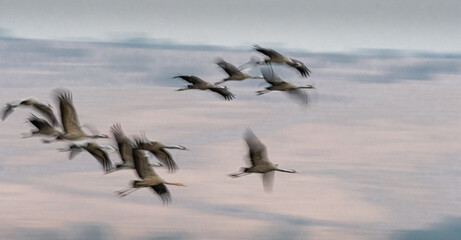 Isolated close up long exposure of a flock of grey crane birds in flight in the wild during migration- making the illusion of a painting and movement- Japanese art- Northern Israel © Oren
