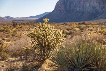 Cactus in First Creek Canyon, Las Vegas, Nevada © Martina