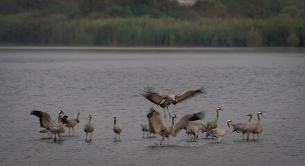 Isolated close up long exposure of a flock of grey crane birds during landing in the wild during migration- making the illusion of a painting and movement- Japanese art- Northern Israel