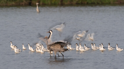 Artistic photo blur turned to painting like image of grey cane with a flying flock of white birds in the background- Japanese Art- Northern Israel