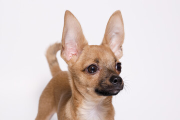 Portrait of cute puppy chihuahua. Little smiling dog on gray background. Free space for text.