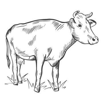 Hand sketch cow isolated object. Cattle breeding, agriculture. The cow is standing in the meadow. Vector illustration of livestock, vintage.