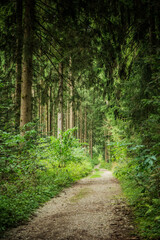 Waldweg - Forstweg mit großen Bäumen