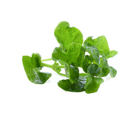 Fresh watercress isolated on white background.