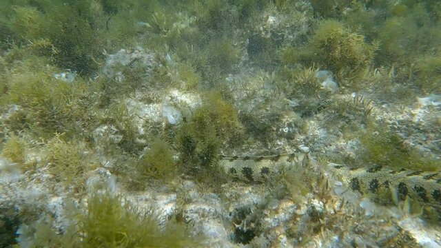 Snowflake moray or Starry moray ell (Echidna nebulosa) swims above seabed covered with Peacock's tail (Padina pavonica), Brown algae (Sargassum sp.) and Red algae (Liagora viscida) 4K-60fps