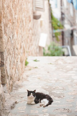Cat in Dubrovnik old town. Rector's Palace in Dubrovnik is one of the main attractions in Croatia. Most people visit the old town filled with restaurants, museums, ancient palaces and cathedrals.