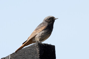 Black redstart (ochruros phoenicurus) perched on brown wood