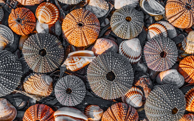 collection of sea urchins on pebble natural background, filtered image