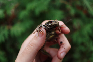 A woman's hand holding a brown frog, close-up